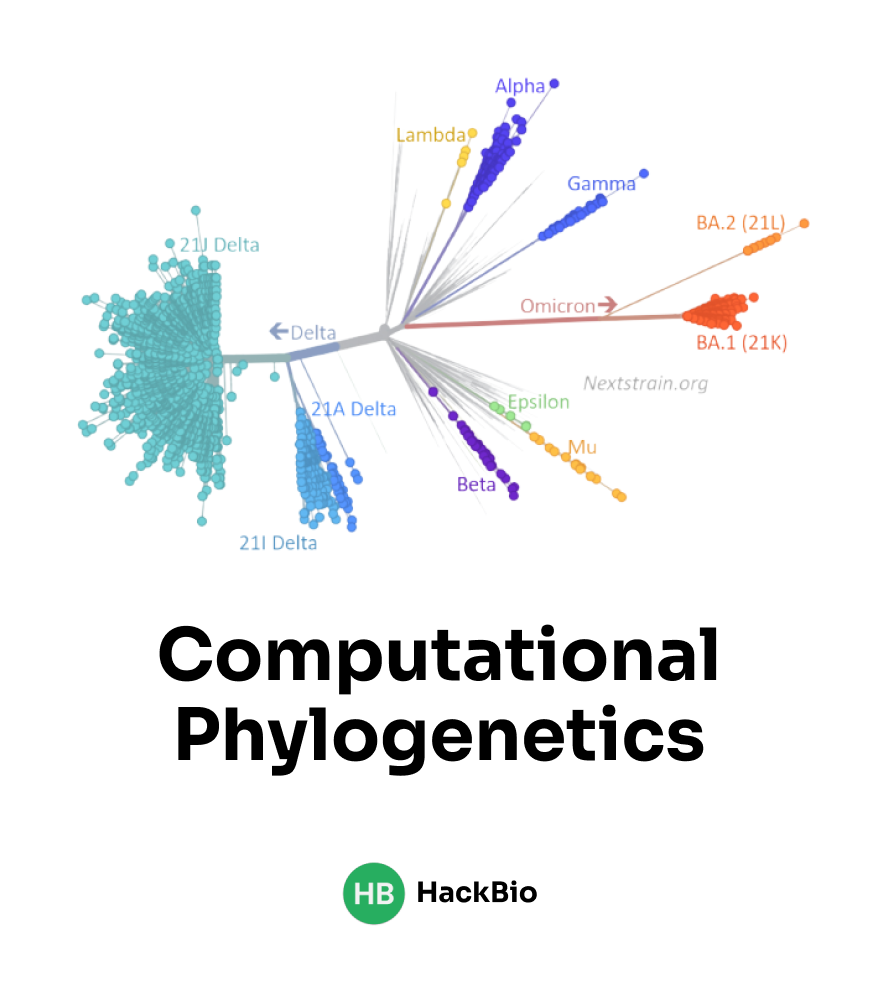 Computational Phylogenetics | Image